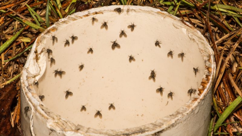 How To Get Rid of Drain Flies Outside