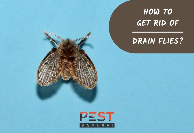 How To Get Rid of Drain Flies