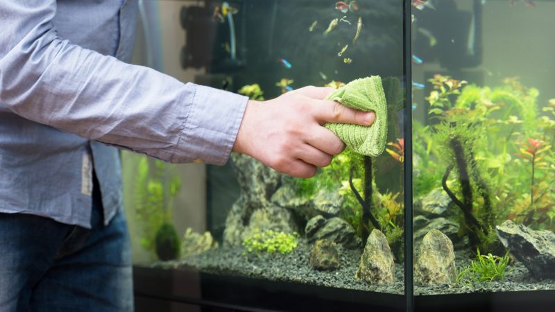 How To Get Rid of Drain Flies in Aquarium