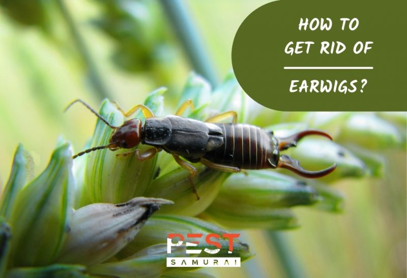 How To Get Rid of Earwigs