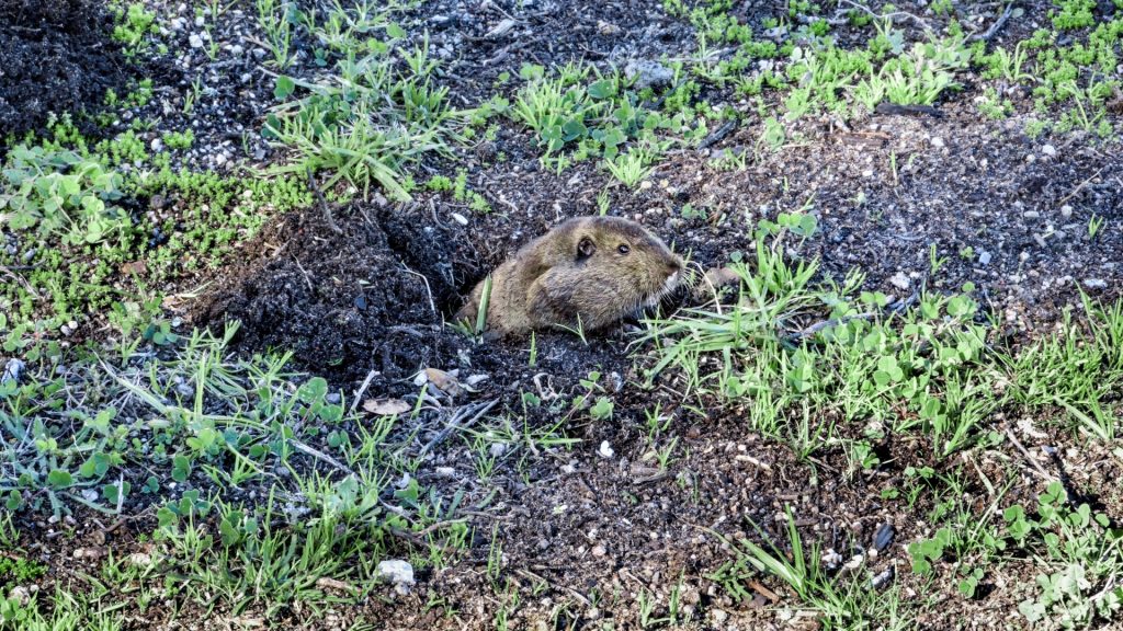How To Get Rid of Gophers in My Garden