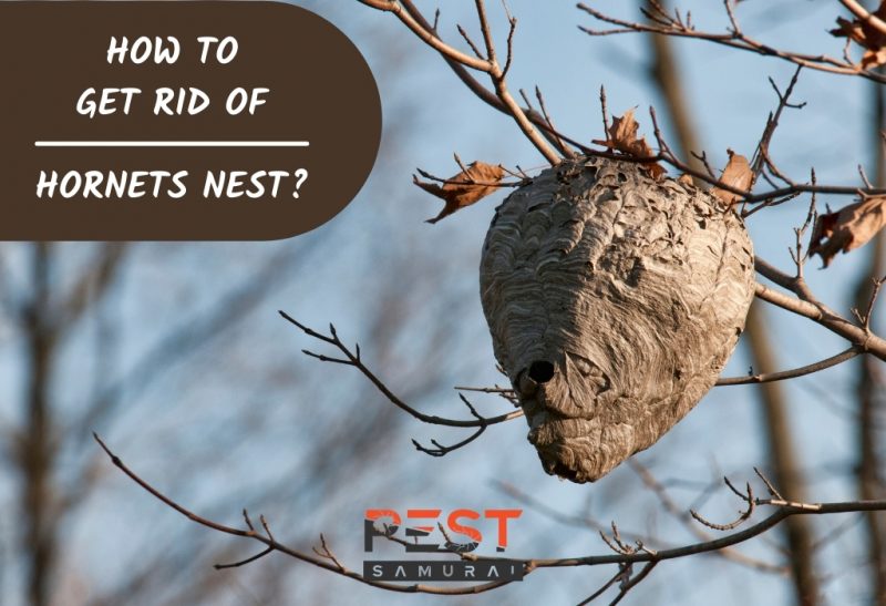 How To Get Rid of Hornets Nest