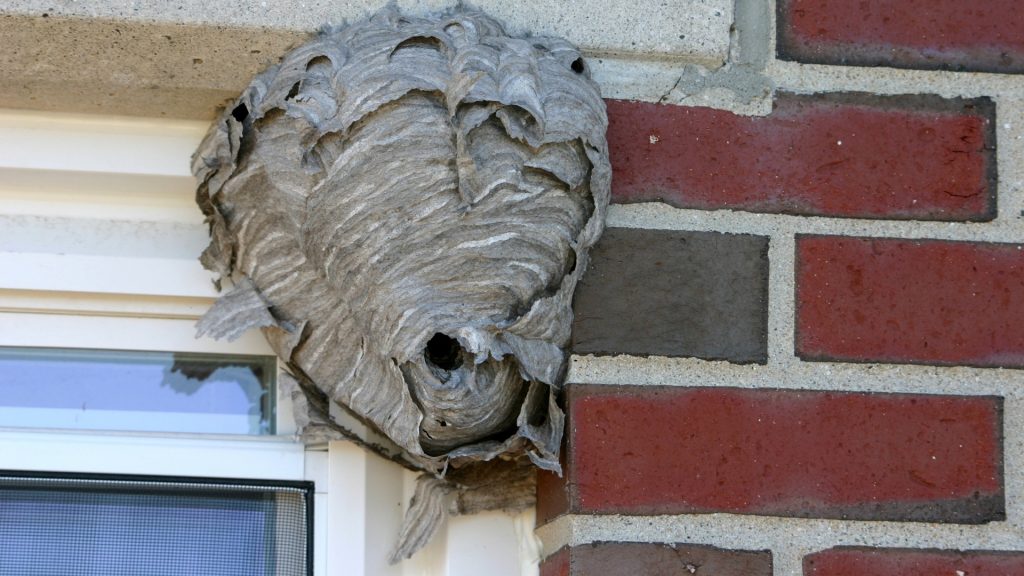 Hur bli av med Hornets Nest i fönstret