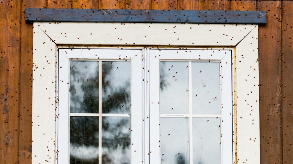 How To Get Rid of Ladybugs Outside House