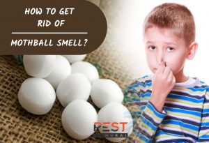 How To Get Rid of Mothball Smell