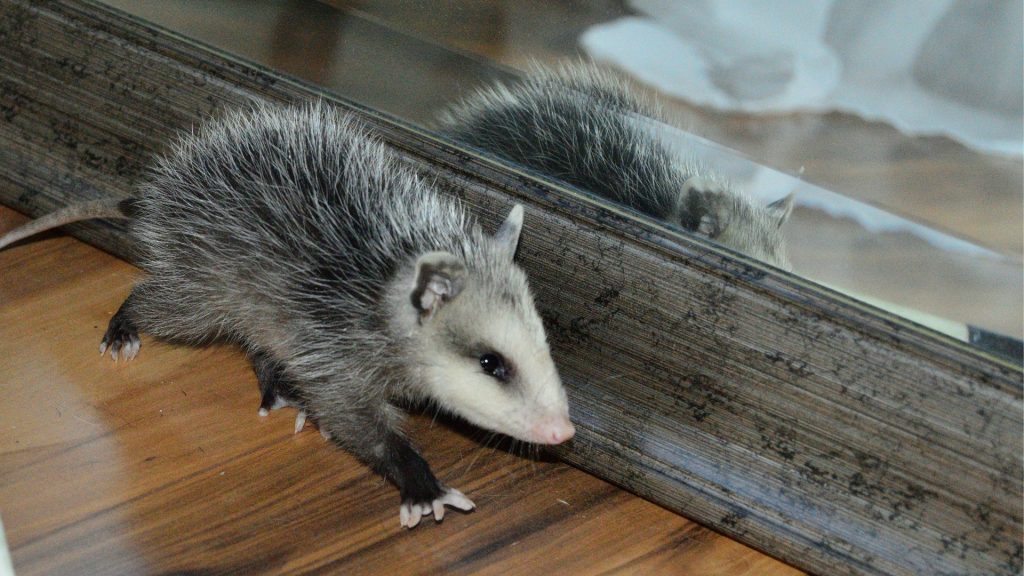 How To Get Rid Of Opossums A Complete Guide Pest Samurai