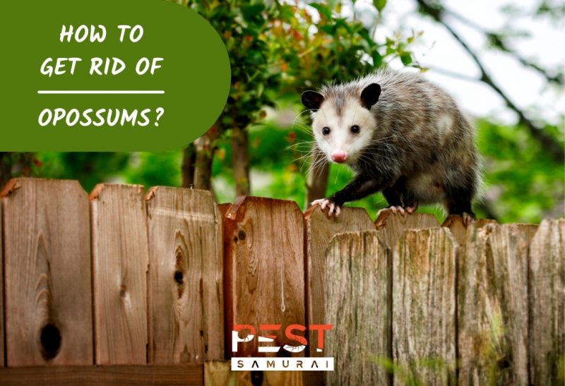 How To Get Rid of Opossums