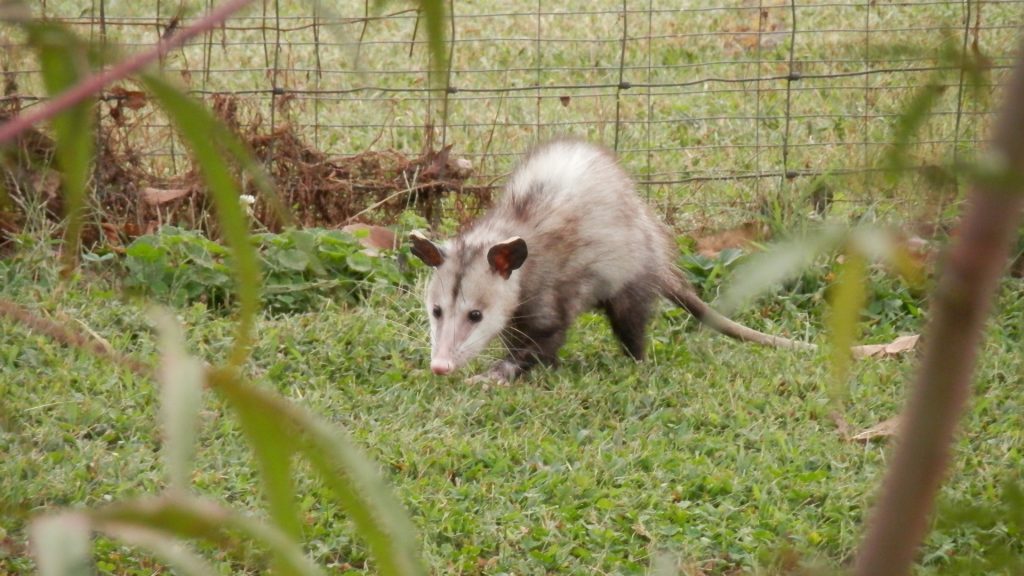 How To Get Rid of Opossums in Your Yard