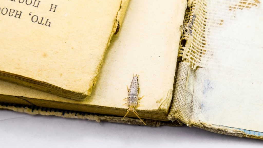 How To Get Rid of Silverfish in Books