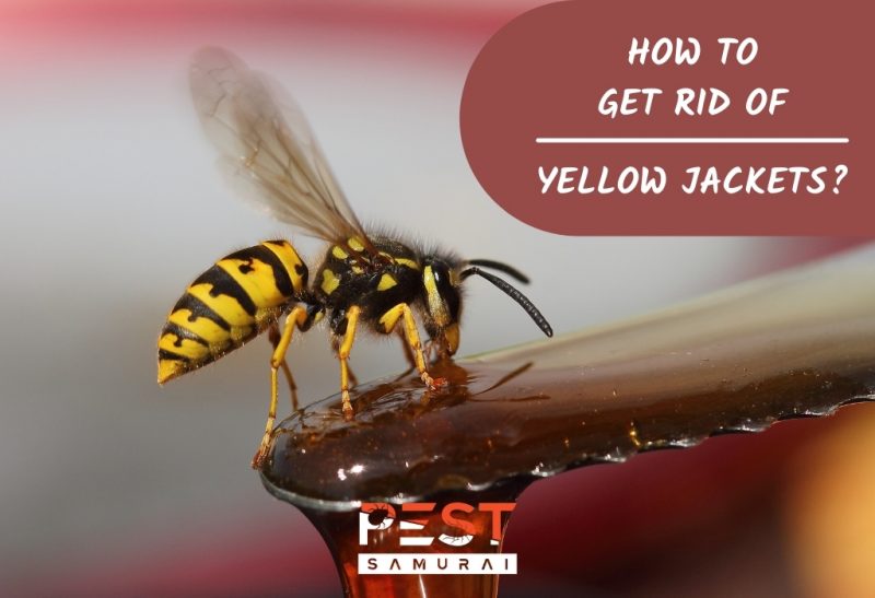 How To Get Rid of Yellow Jackets