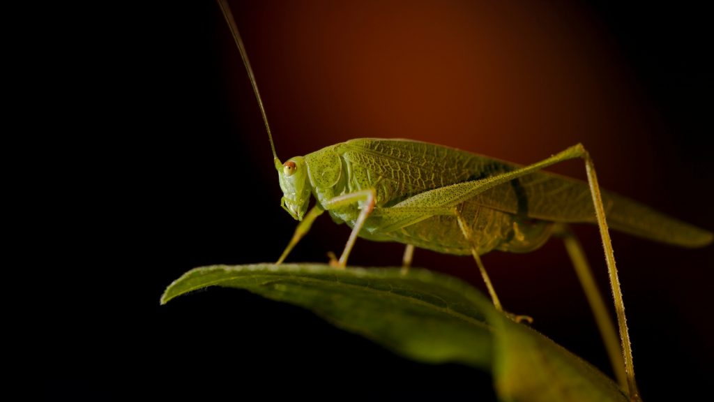How To Keep Crickets Away Naturally