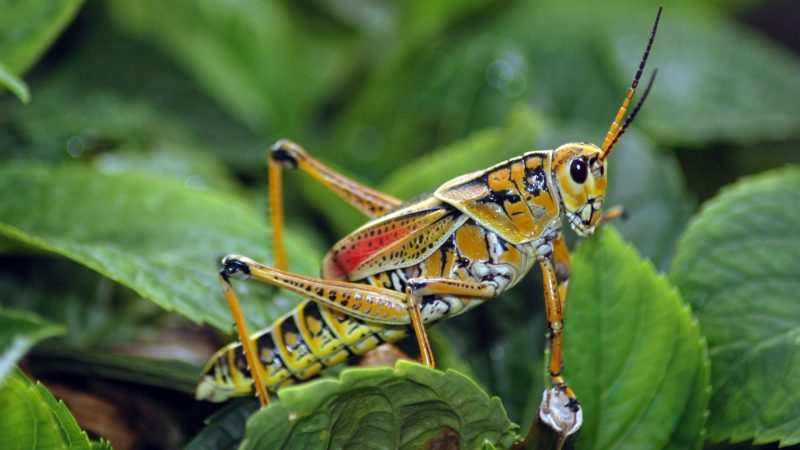 How To Stop Attracting Crickets