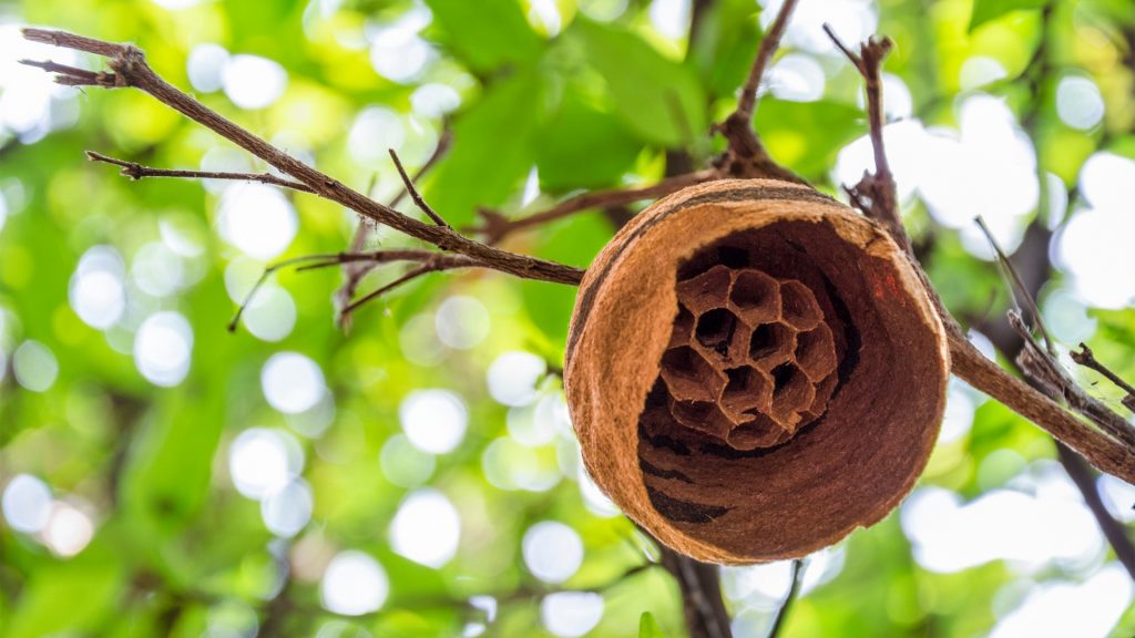 Hogyan állapítható meg, hogy a Hornet fészke üres-e