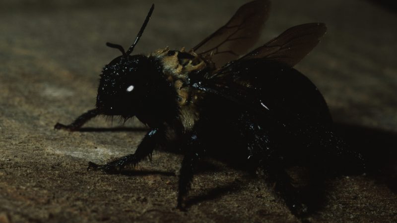 How to Get Rid of Carpenter Bees Under Shed