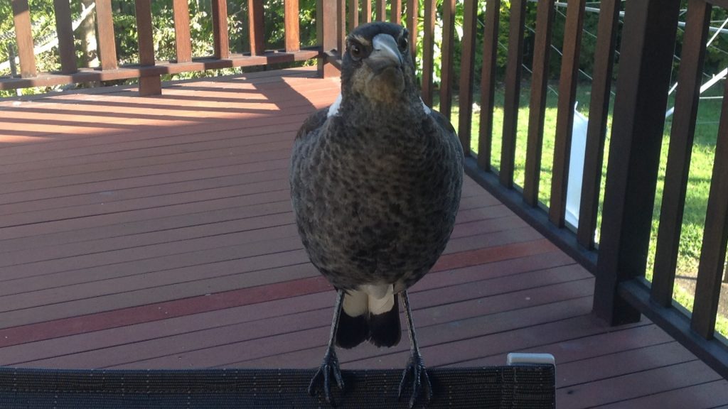 Como Manter as Pegas De Distância do BalconyHow para Manter Magpies De Distância da Varanda