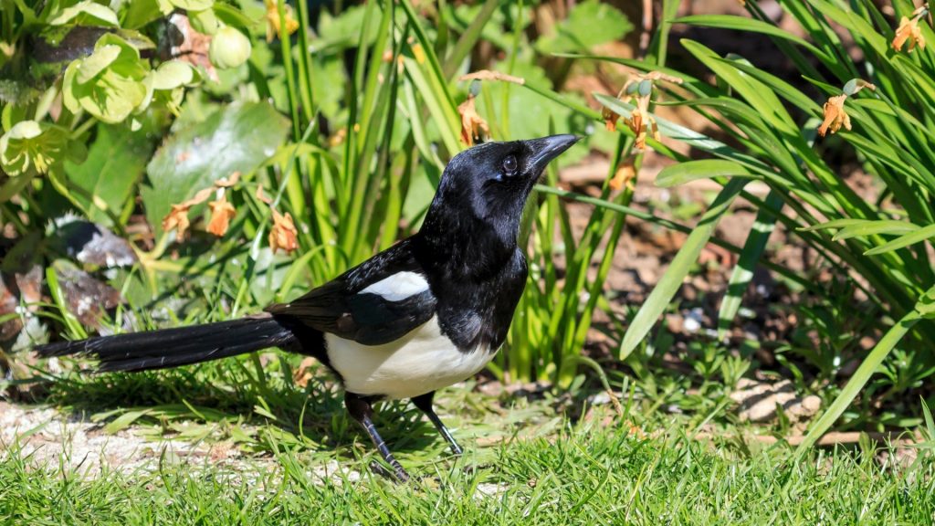 Sådan holder du Magpies ud af din have og have