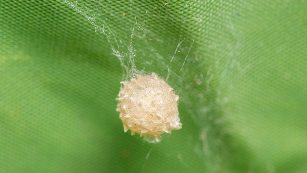 How To Get Rid of Spider Eggs? A Complete Guide Pest Samurai