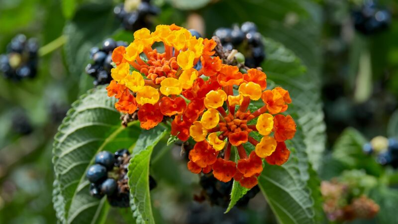 Lantana