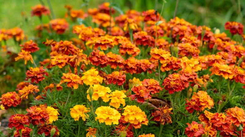 Marigolds