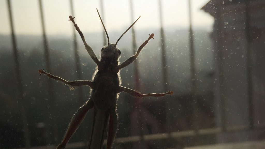 Home Remedies for Cricket Control: How To Get Rid of Crickets Naturally