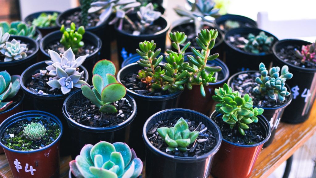 nabij potplanten Pillbugs