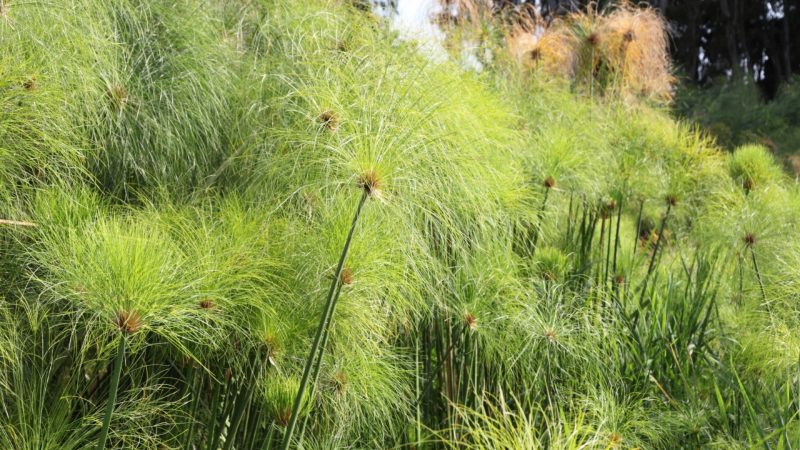 Papyrus Plant