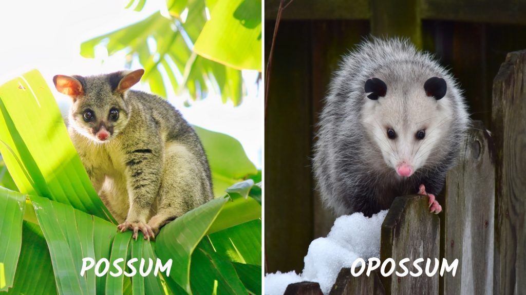 Possum vs. Opossum