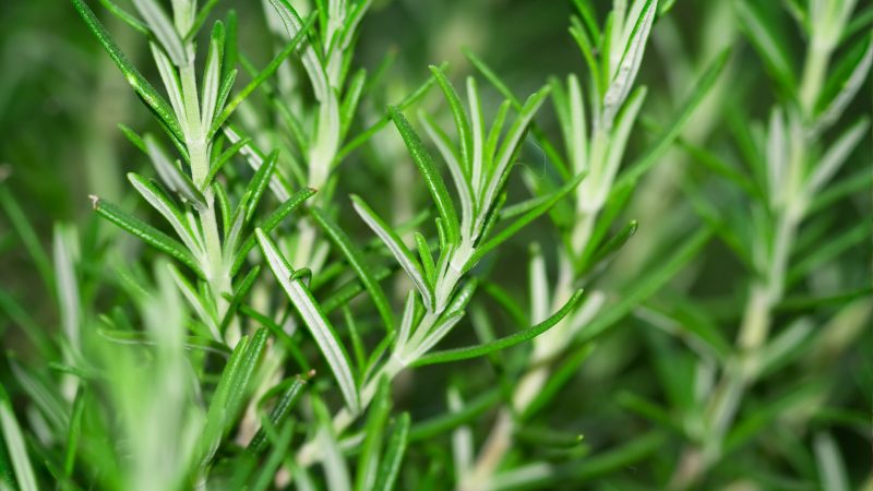 Rosemary