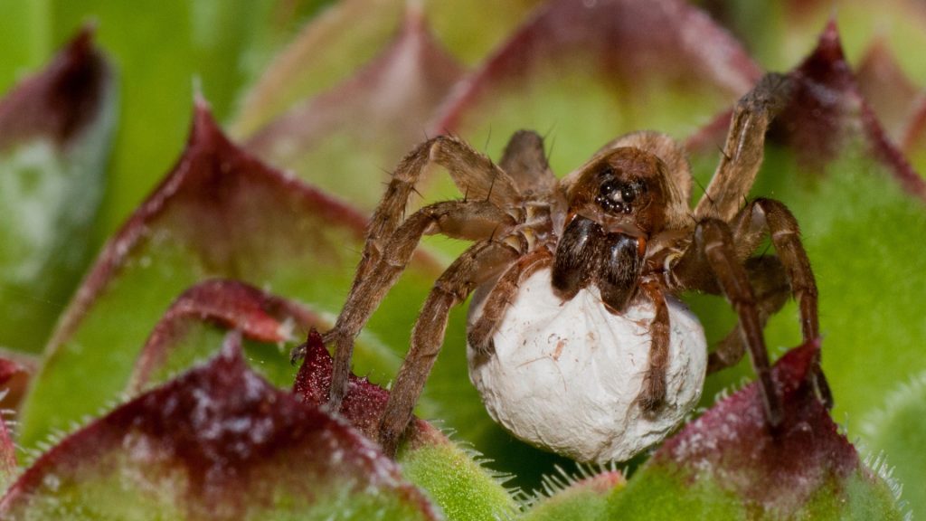 wandering spider egg sac