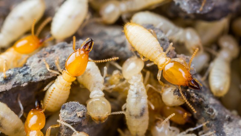 Termites