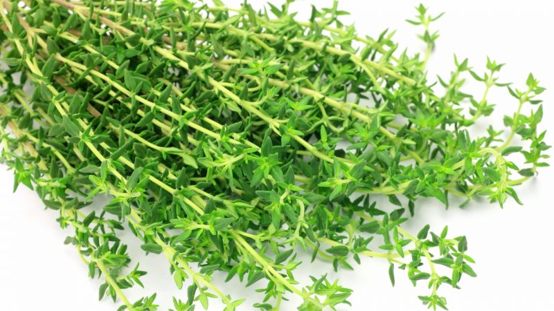 Thyme