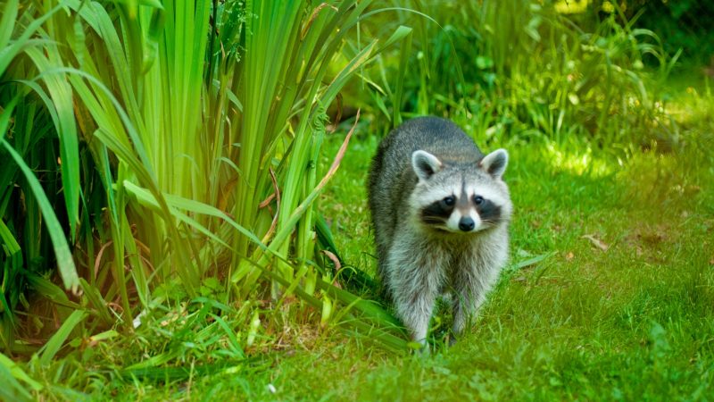 Ways To Keep Raccoons Out of Your Garden