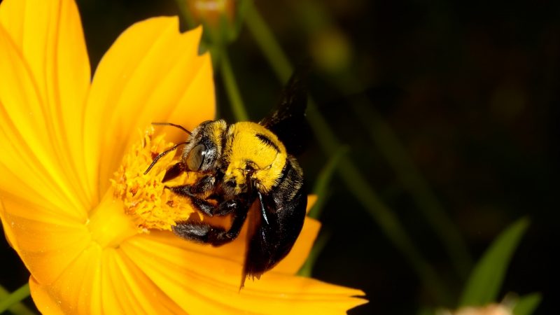 What Attracts Carpenter Bees