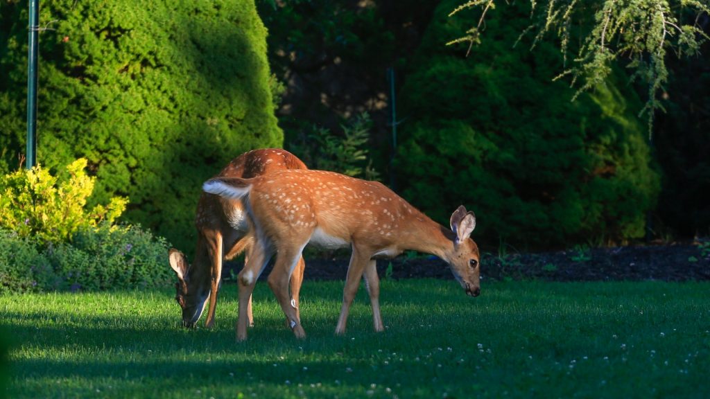 What Attracts Deer to Your Yard