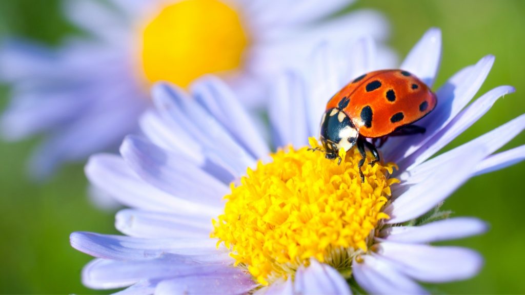 What Attracts Lady Bugs