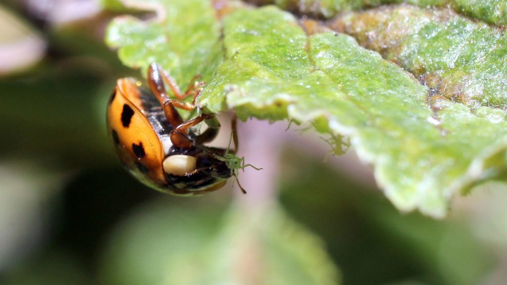 What Do Ladybugs Eat