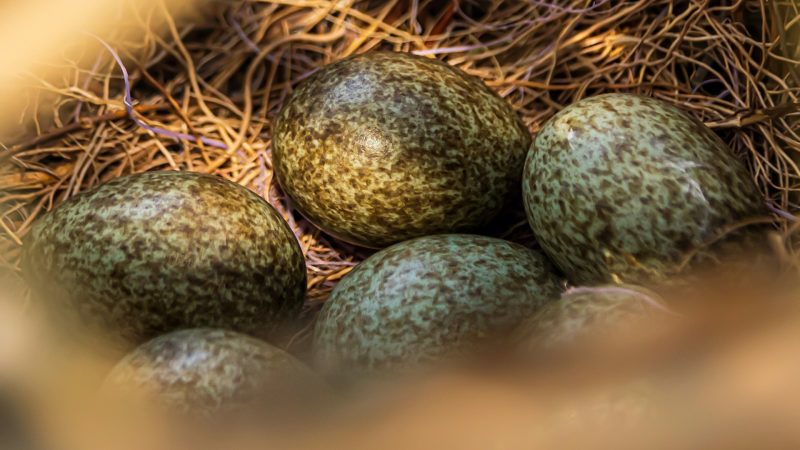 What Do Magpie Eggs Look Like