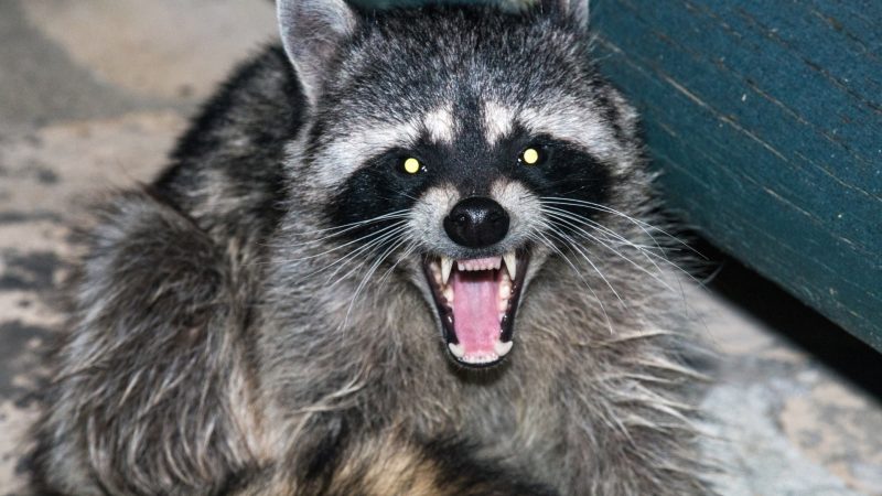 What Do Raccoons Hate