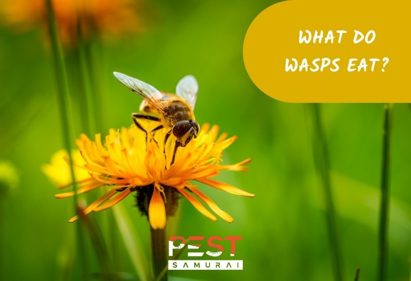 What Do Wasps Eat