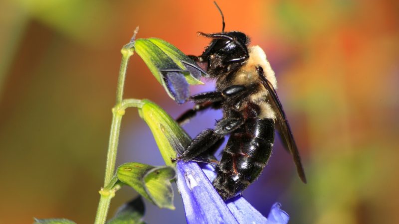 What Does a Carpenter Bee Look Like