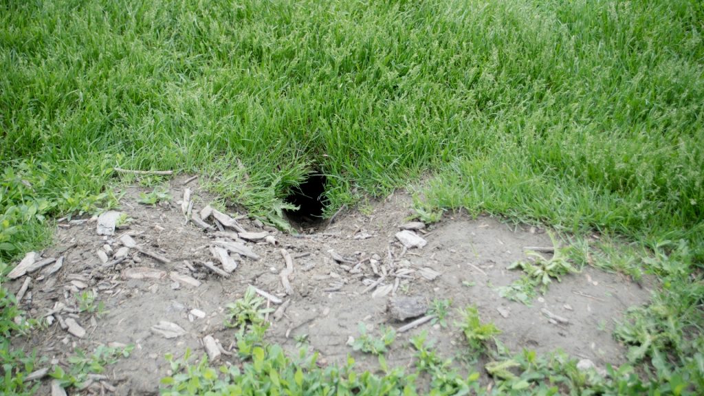 What Does a Gopher Hole Look Like