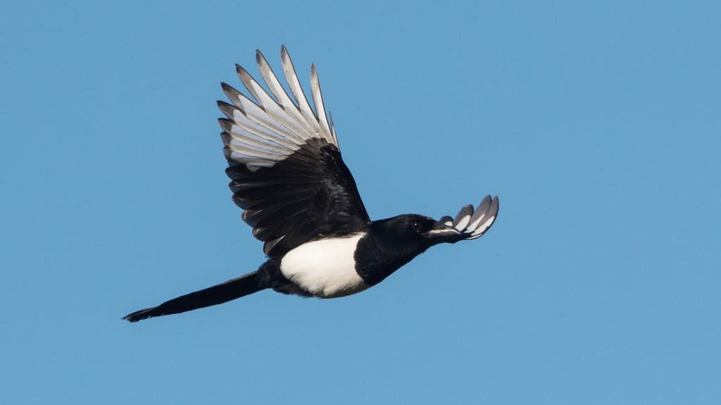 What Does a Magpie Look Like