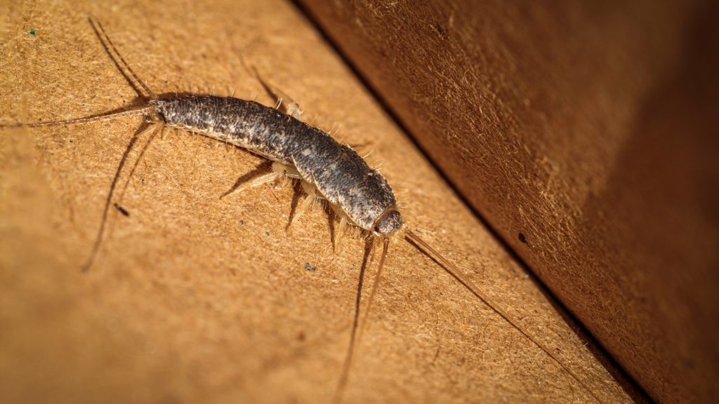 What Does a Silverfish Look Like