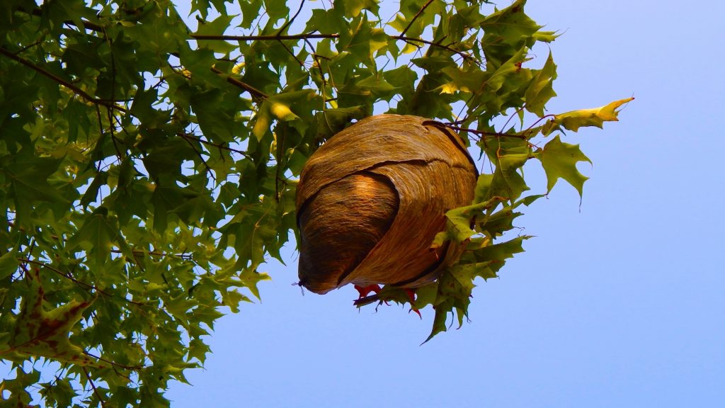 What Does a Wasp Nest Look Like