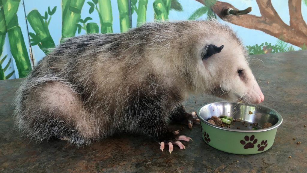 What Food Attracts Opossums