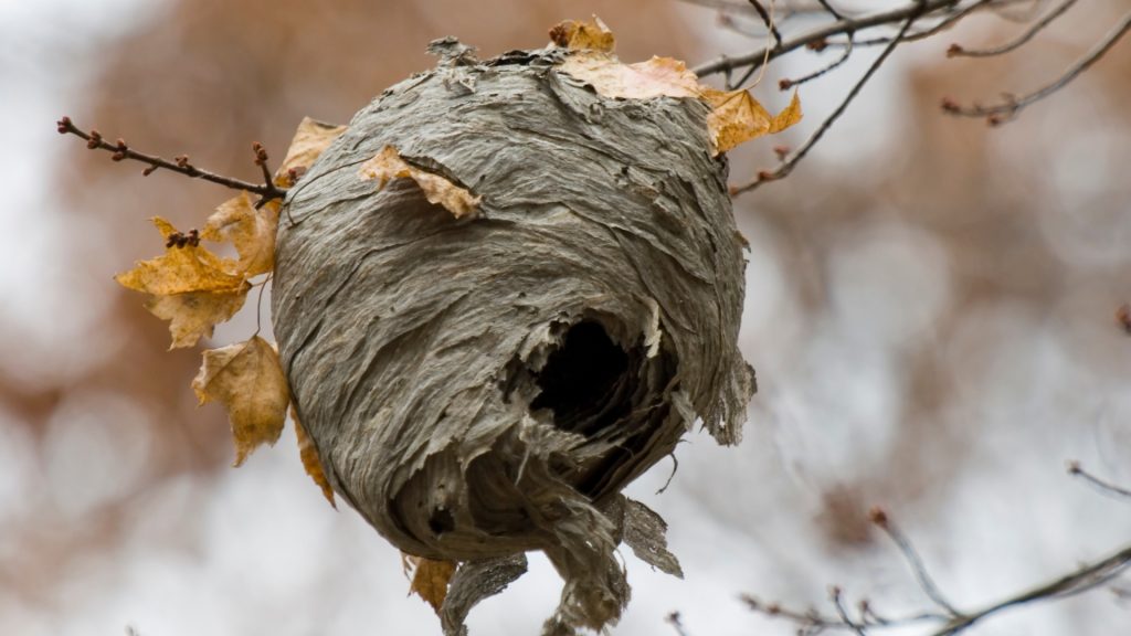 What Is a Hornets Nest Made Of