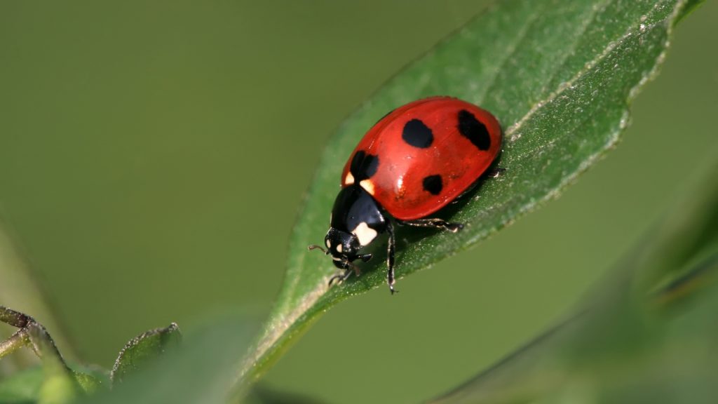 What Is a Ladybug