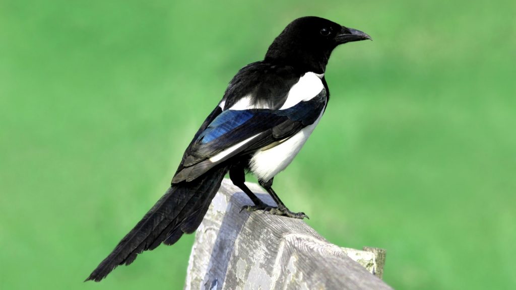 ce este o pasăre Magpie