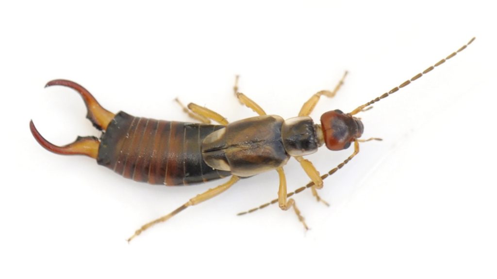 What Is an Earwig