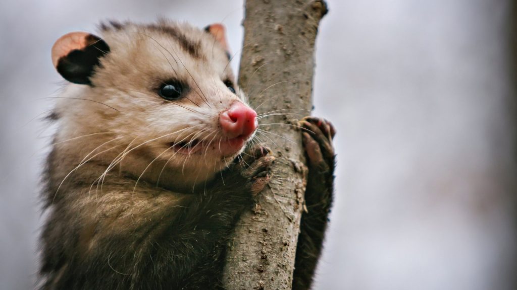 are opossums nocturnal